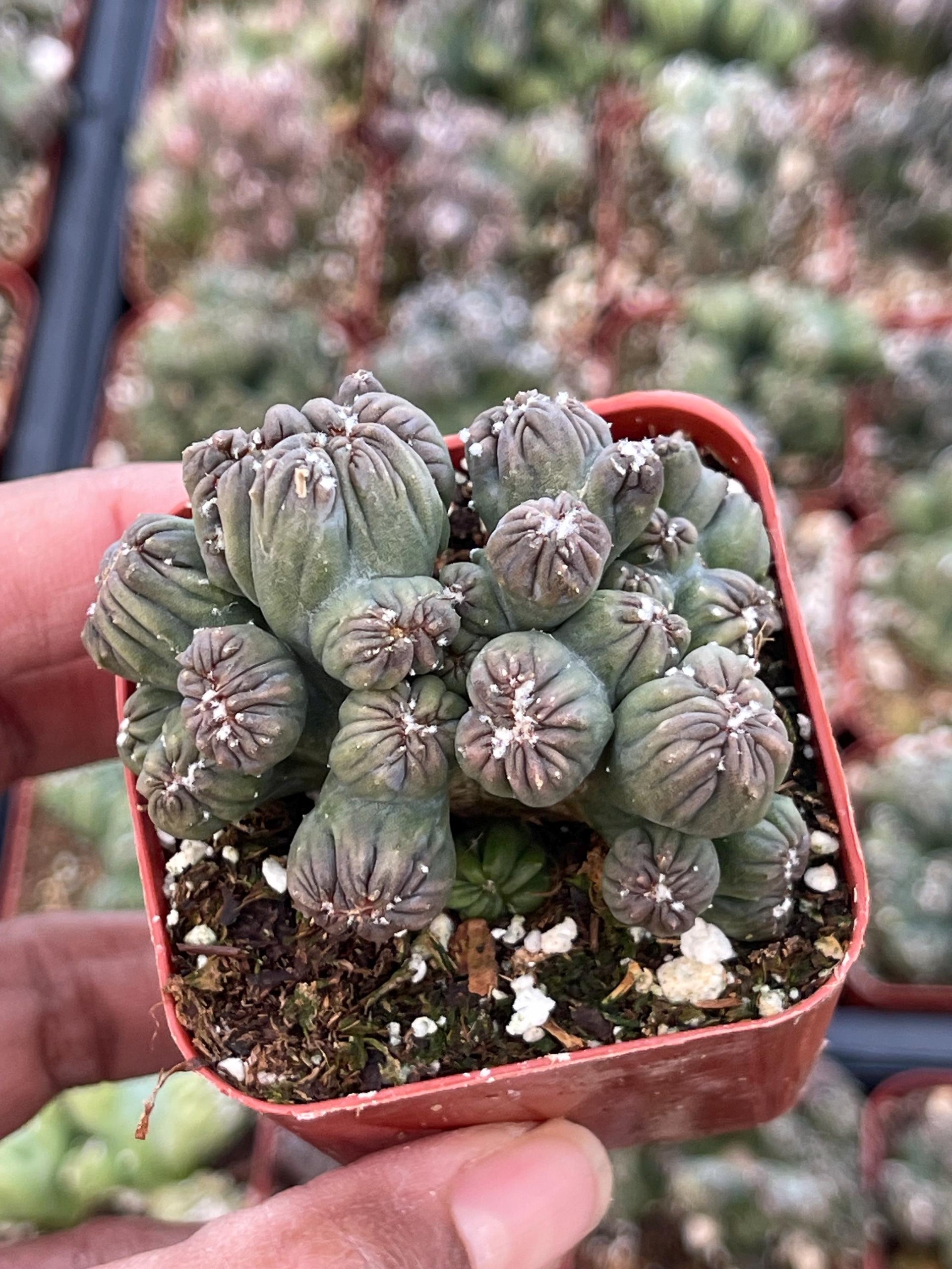 succulents box cereus ming thing cereus forbesii monstrose Ming Thing Cactus | Cereus Forbesii Monstrose | Monstrose Cactus