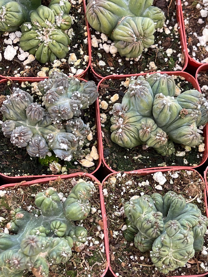 succulents box cereus ming thing cereus forbesii monstrose Cereus forbesii monstrose 'Ming Thing' 2 Inch