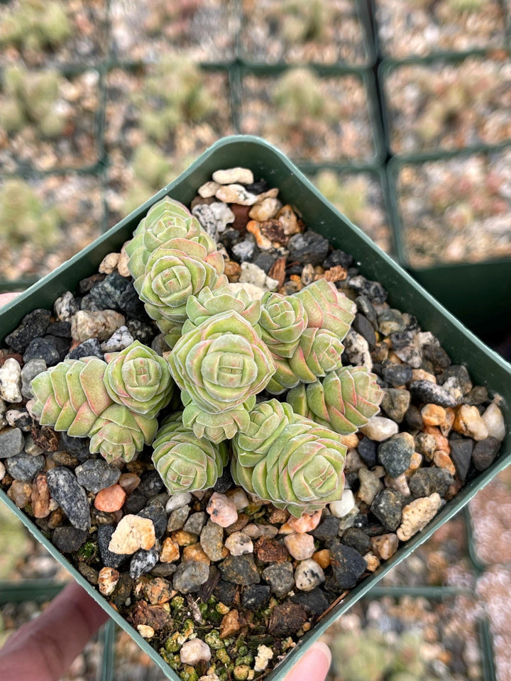 Crassula Columella| Live Succulent | Live Plant