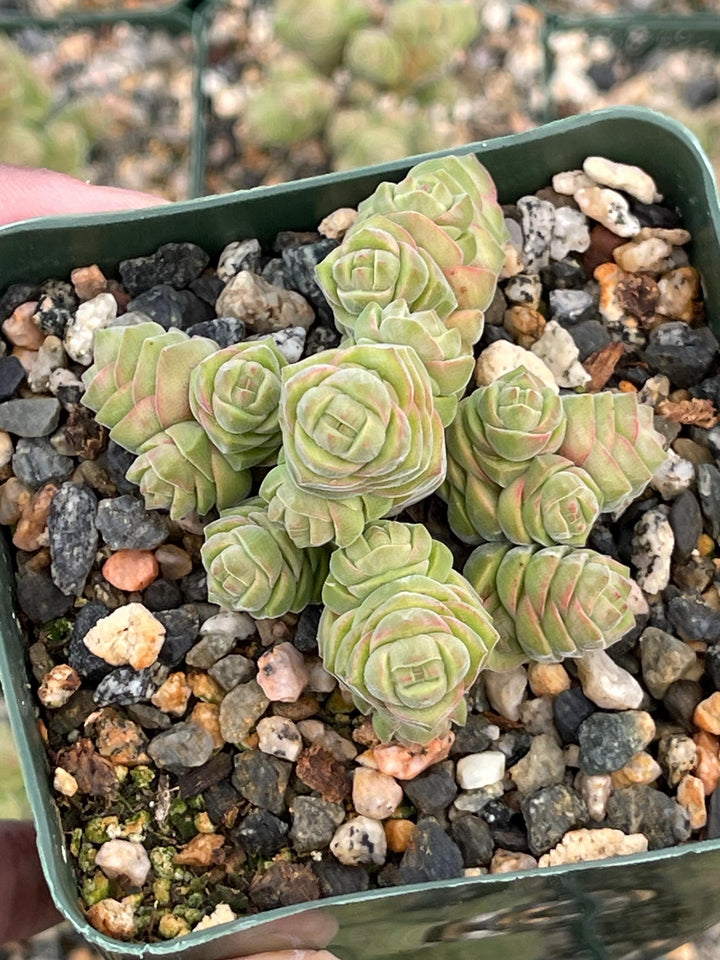 Crassula Columella| Live Succulent | Live Plant