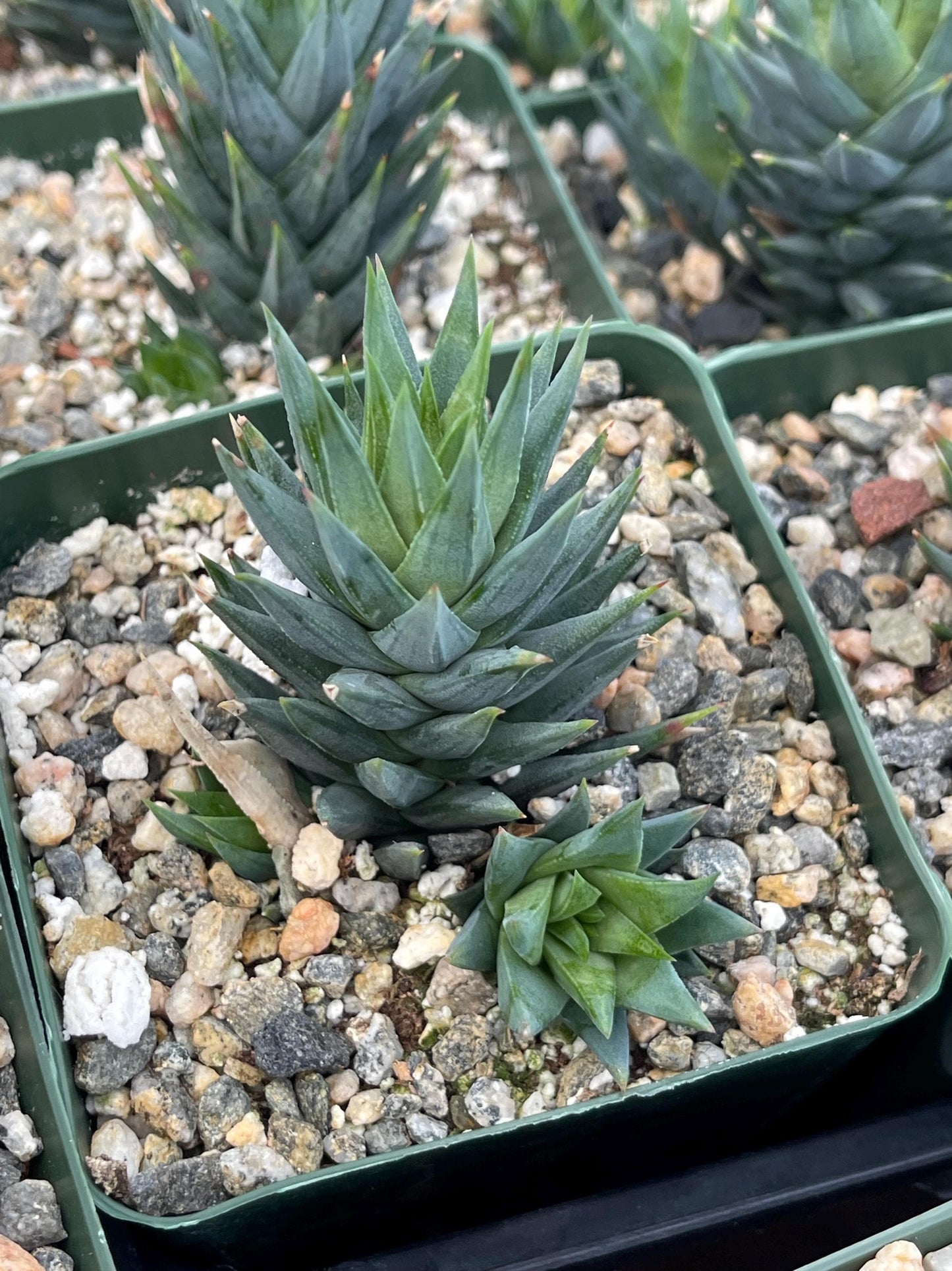 Haworthia Glauca w/pups | Live Succulent | Live Plant