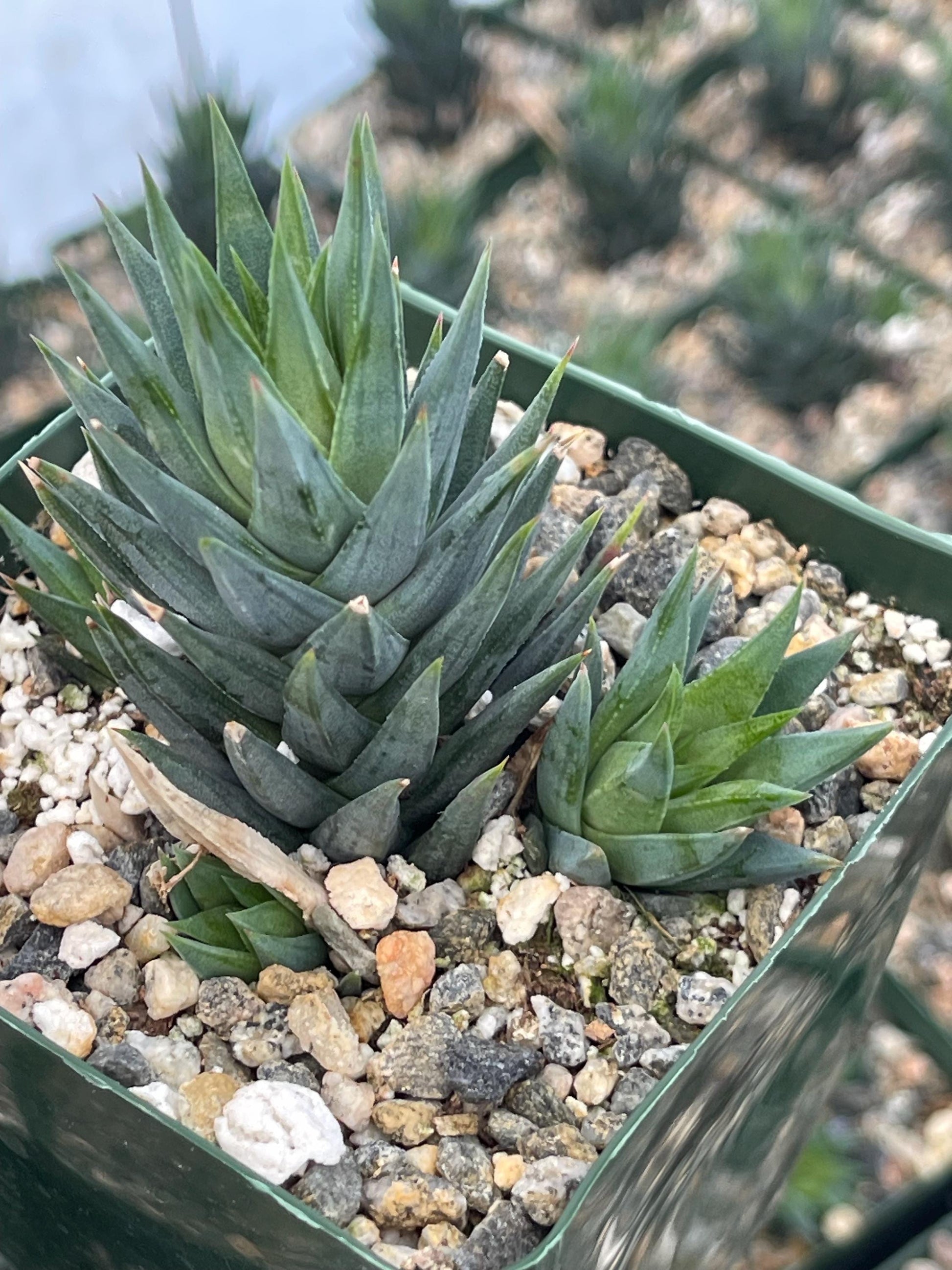 Haworthia Glauca w/pups | Live Succulent | Live Plant