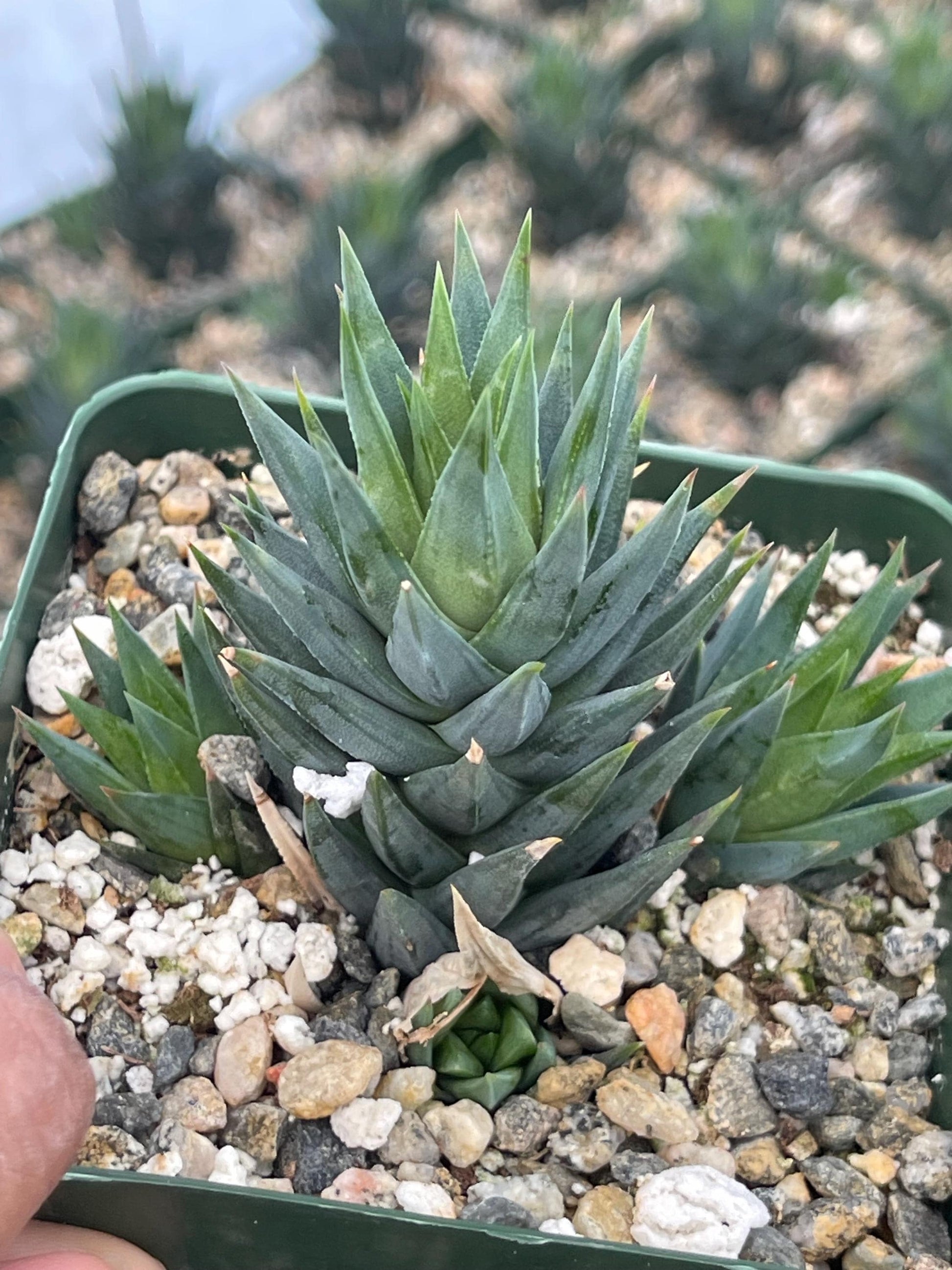 Haworthia Glauca w/pups | Live Succulent | Live Plant