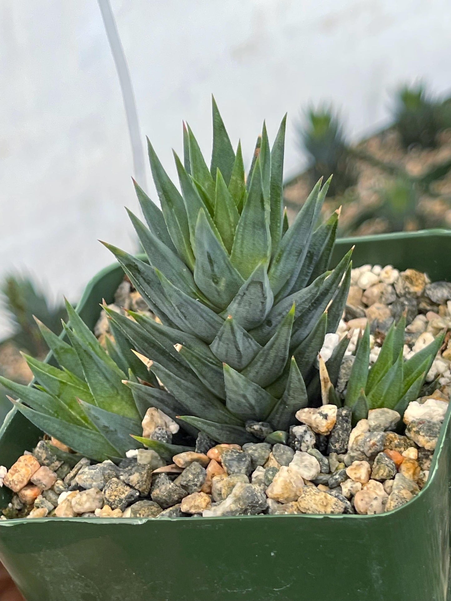 Haworthia Glauca w/pups | Live Succulent | Live Plant