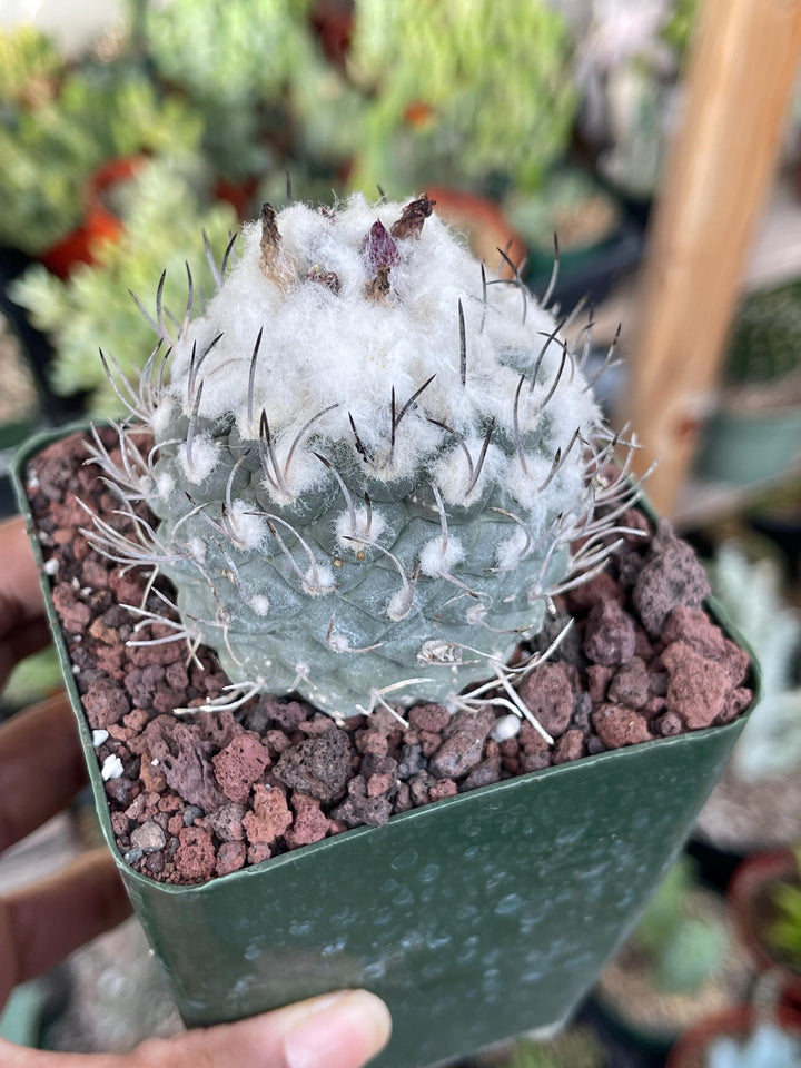 Large Furry Turbi Cactus | Live Plant | Rare Plant | Live Cactus