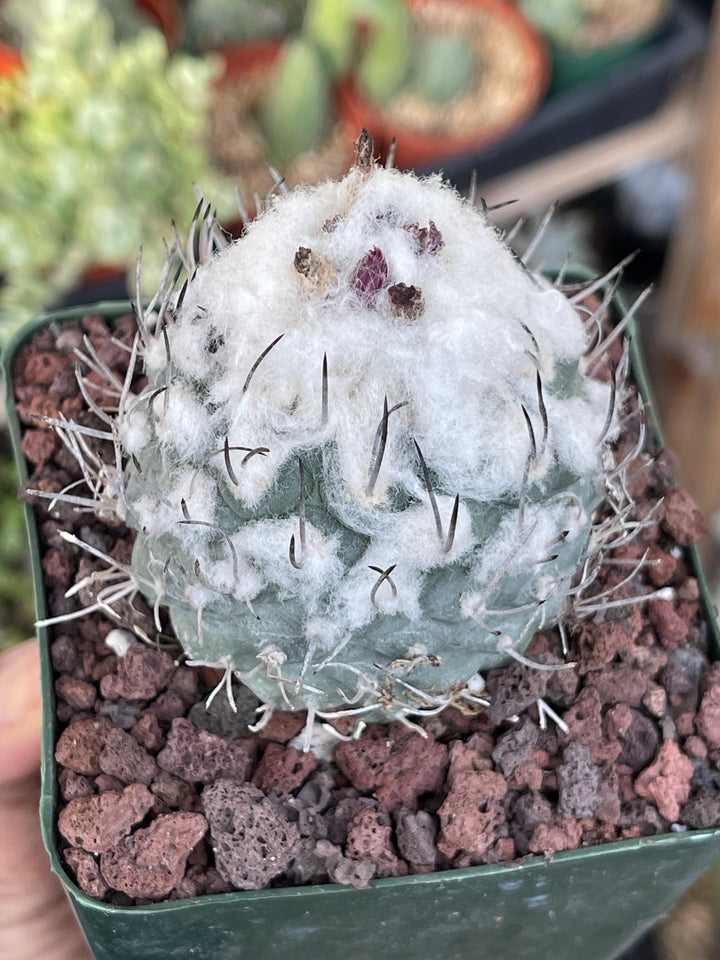 Large Furry Turbi Cactus | Live Plant | Rare Plant | Live Cactus