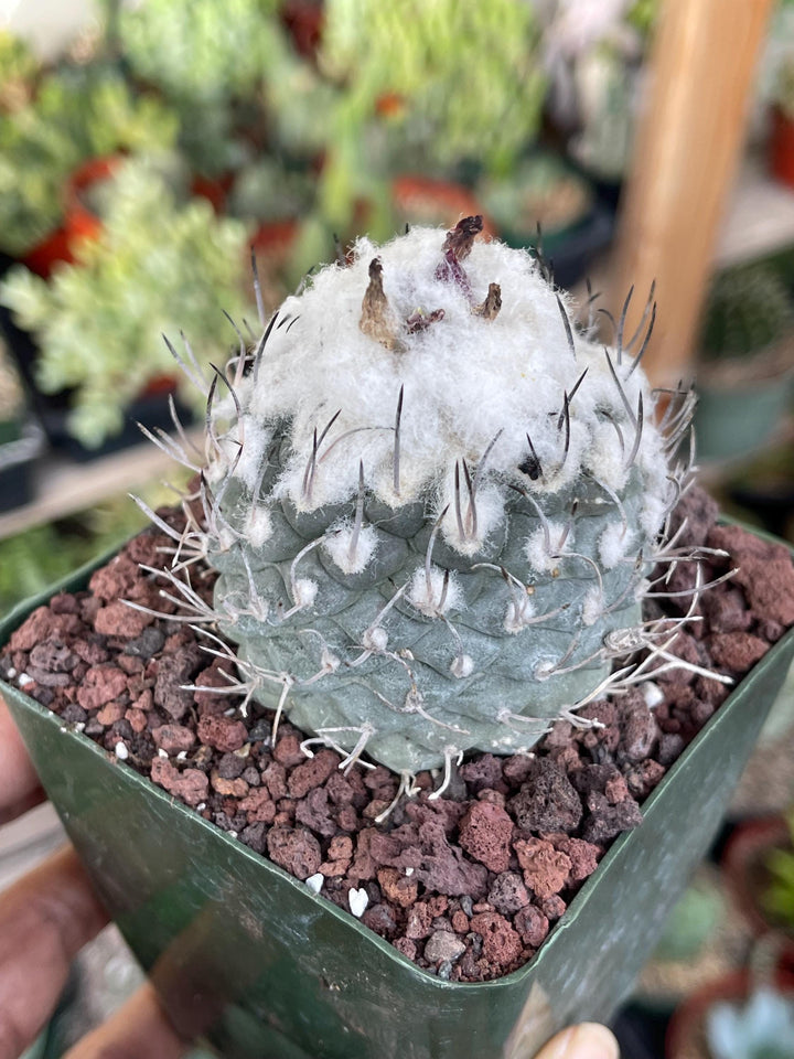 Large Furry Turbi Cactus | Live Plant | Rare Plant | Live Cactus