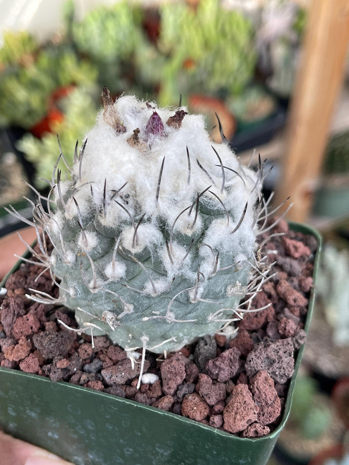 Large Furry Turbi Cactus | Live Plant | Rare Plant | Live Cactus