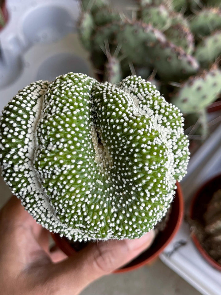 3.25” Pot Notocactus scopa cv. inermis cristatus | Rare Cactus | Graft Cactus | Rare Cactus