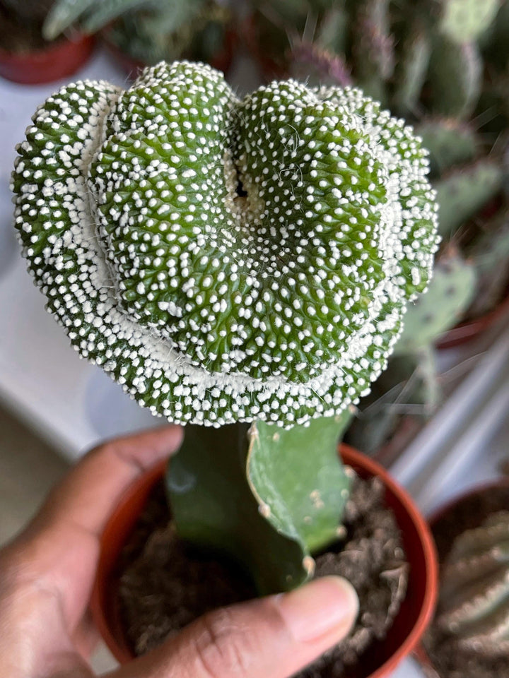 3.25” Pot Notocactus scopa cv. inermis cristatus | Rare Cactus | Graft Cactus | Rare Cactus