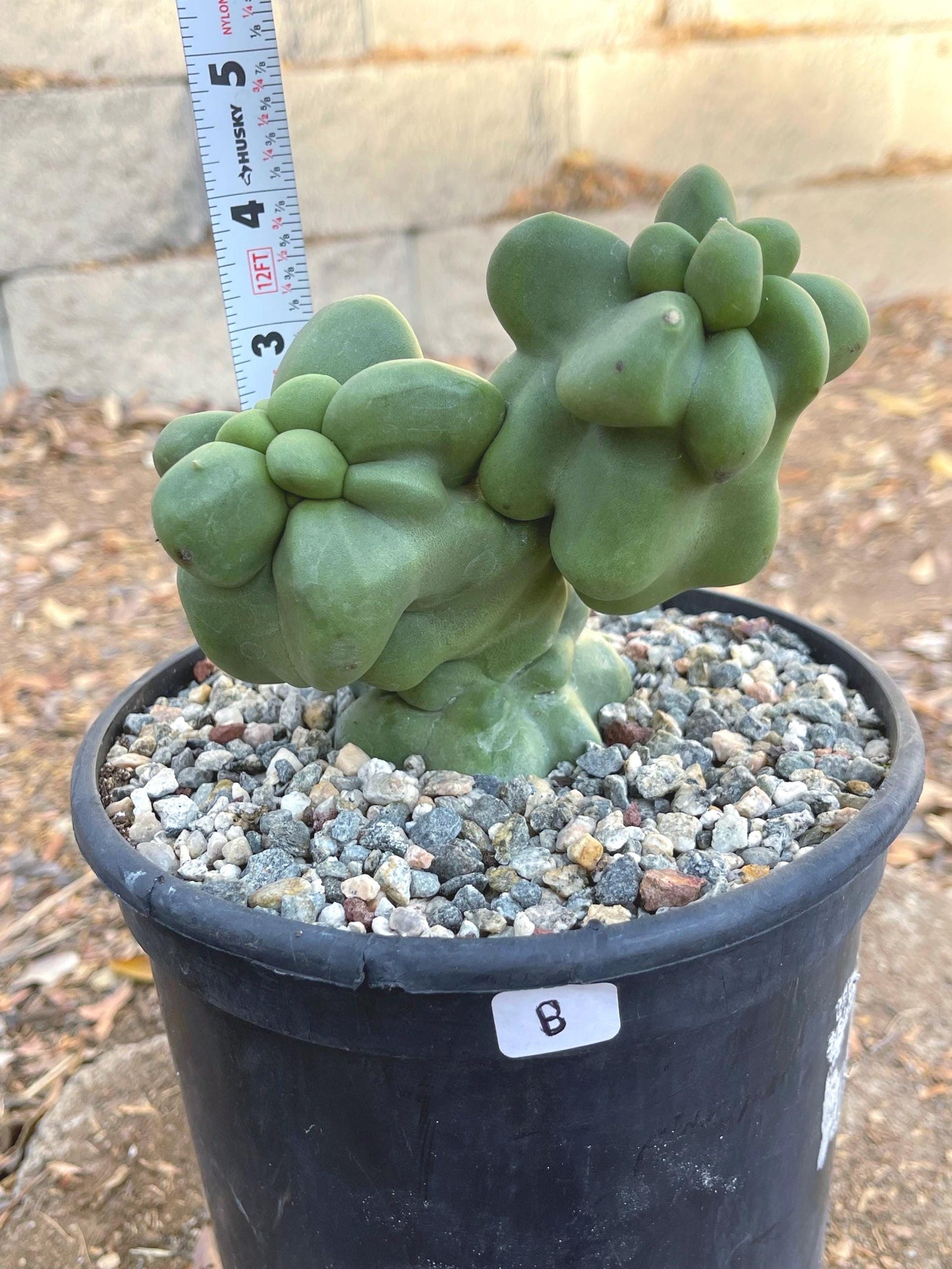 Totem Pole Cactus | Live Cactus | Live Plant | Rooted Cactus