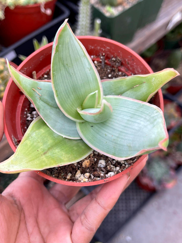 Coral Aloe Striata | Live Aloe | Live Plant