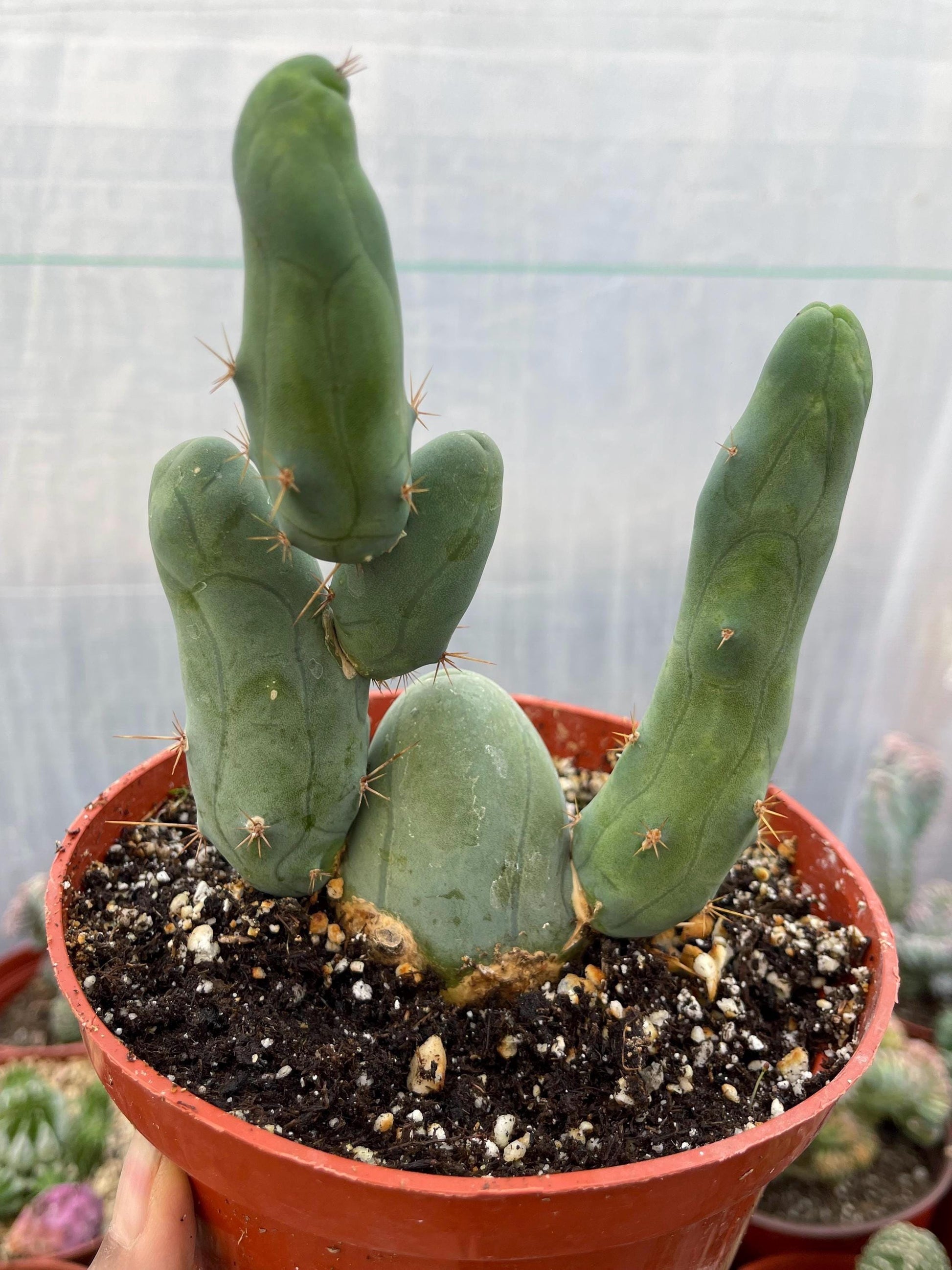 P Cactus | Live Plant | Rare Plant | Rare Cactus