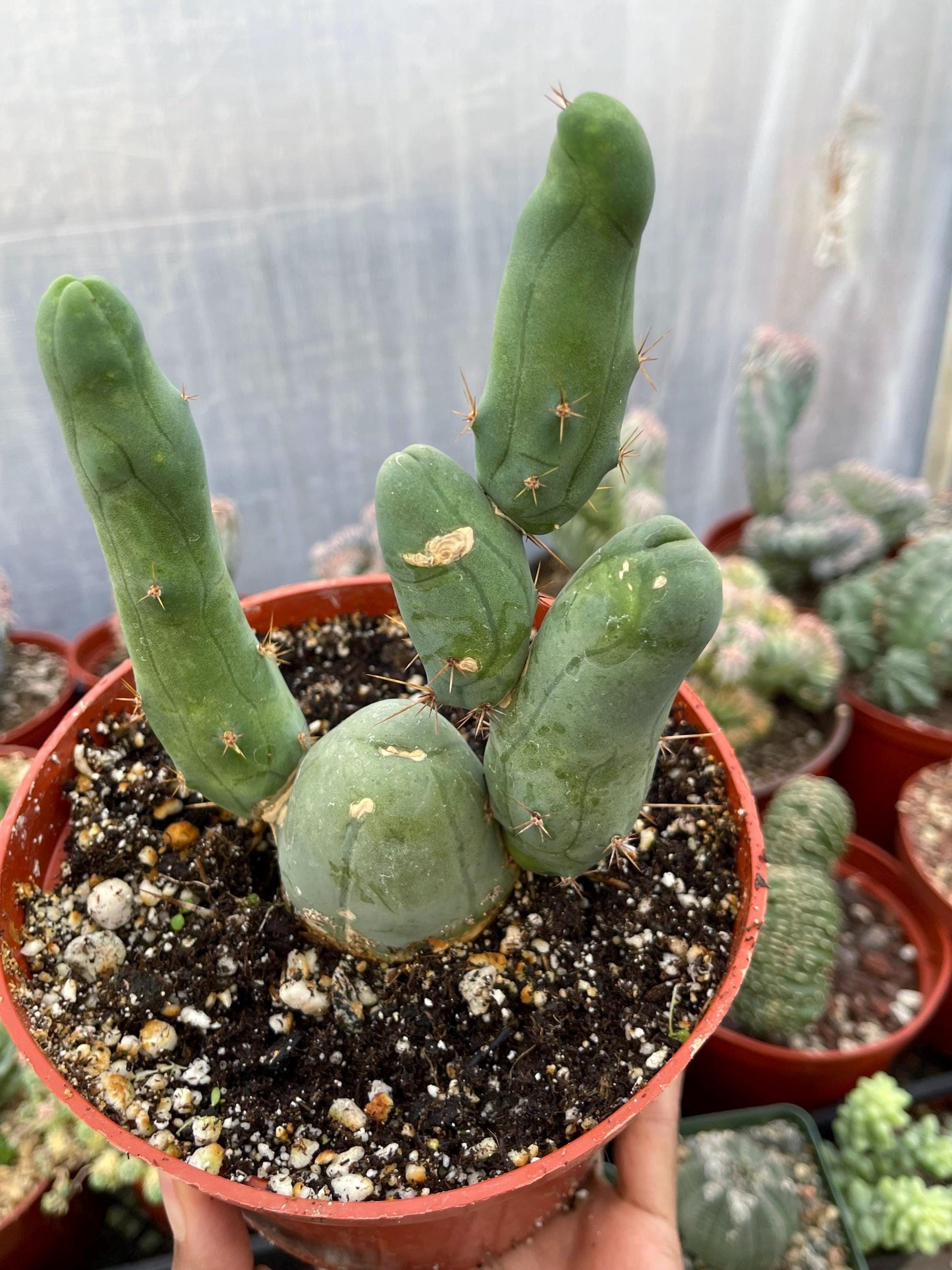 P Cactus | Live Plant | Rare Plant | Rare Cactus