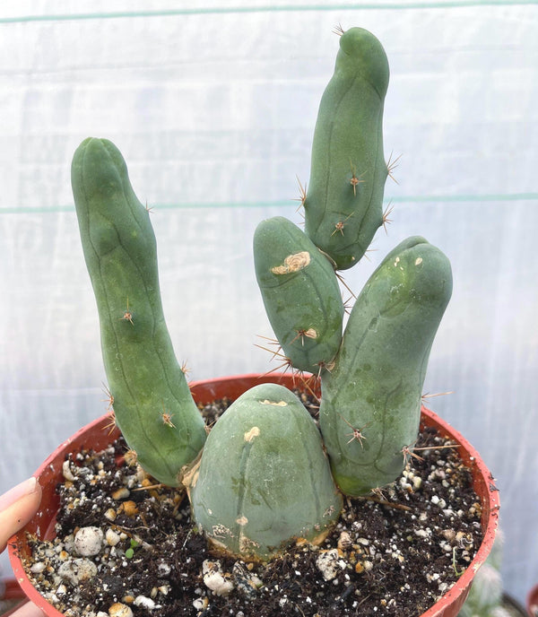 P Cactus | Live Plant | Rare Plant | Rare Cactus