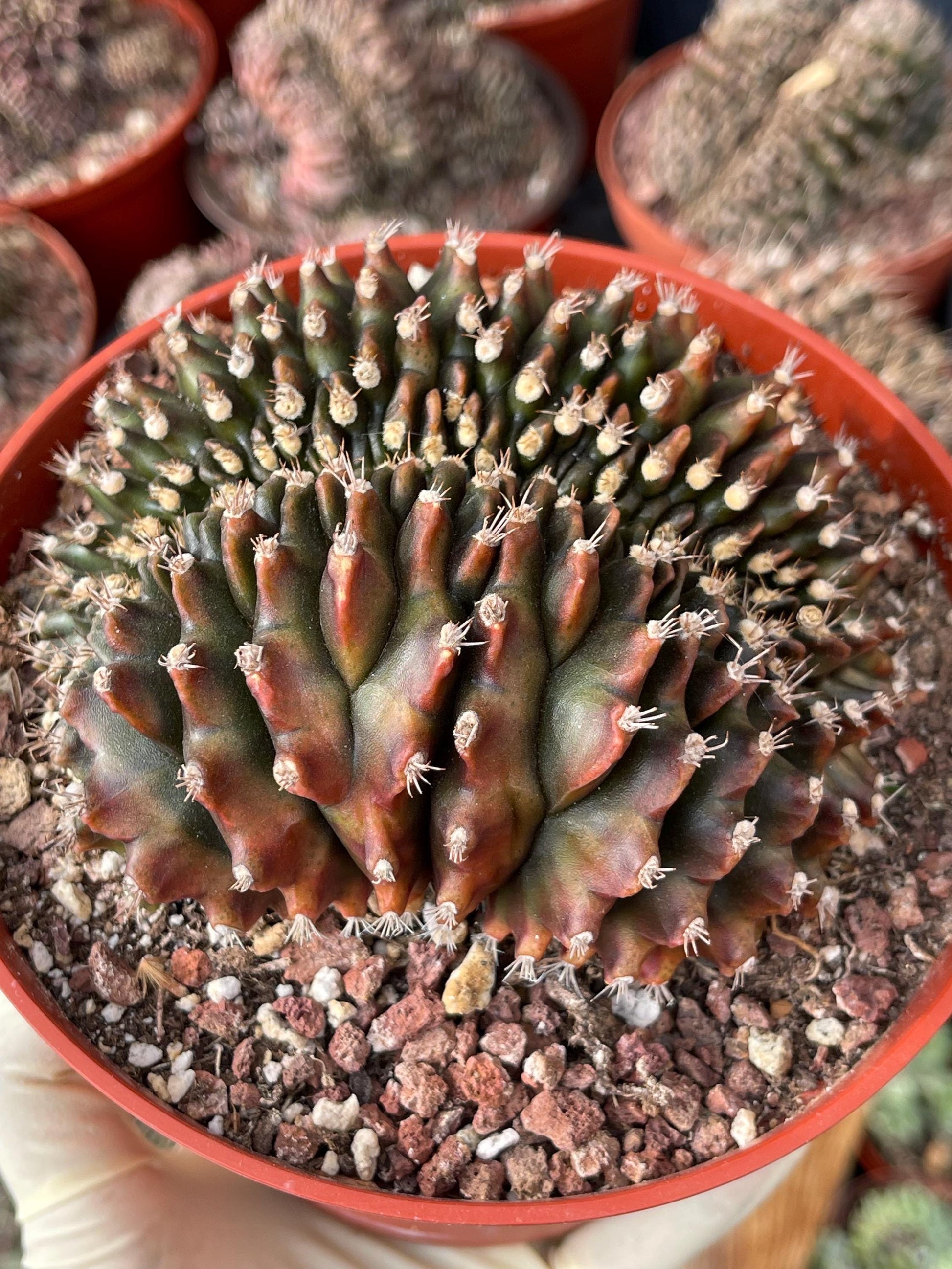 6” Crested Gymnocalycium Anisitsii | Rare Cactus