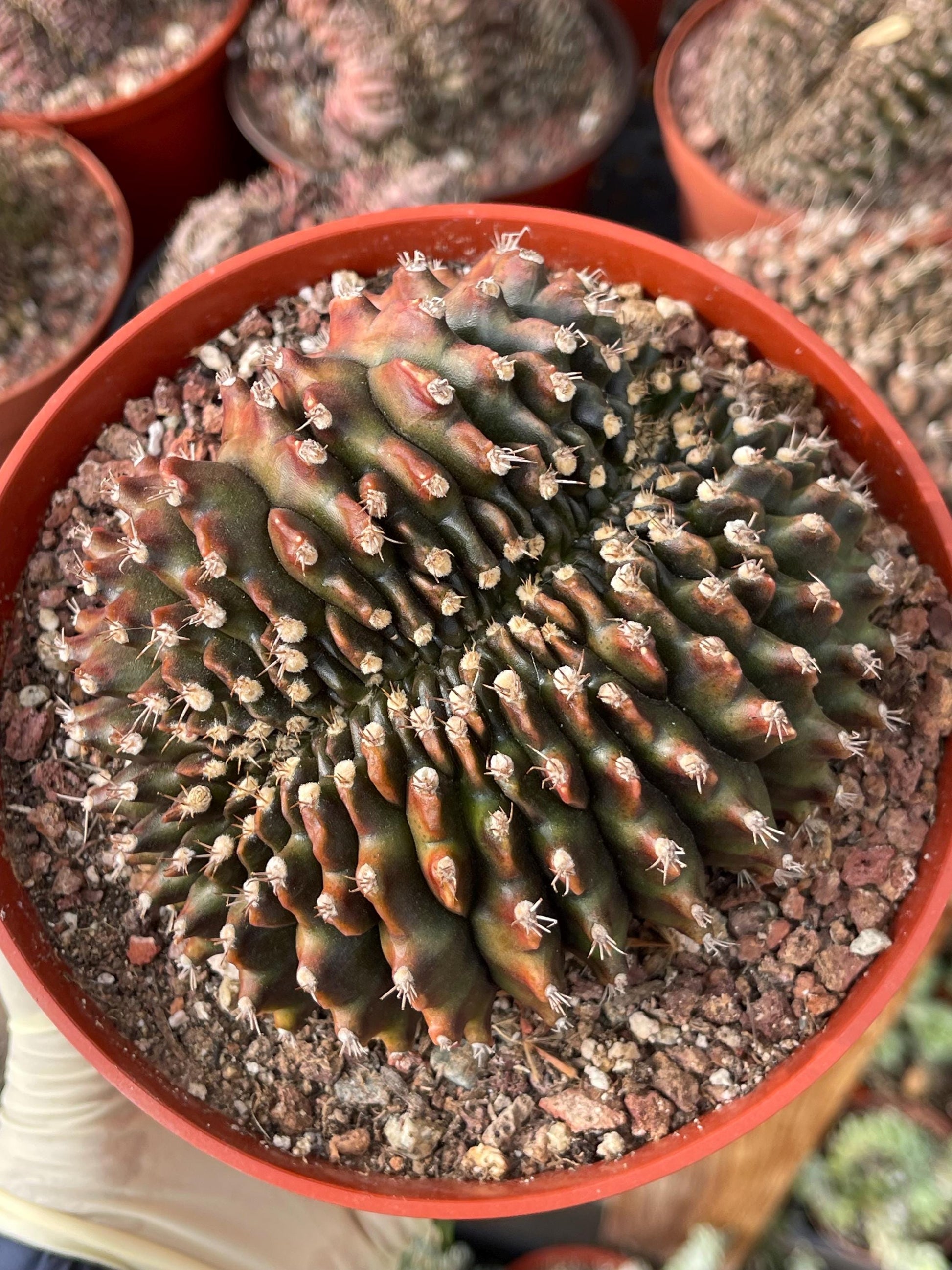 6” Crested Gymnocalycium Anisitsii | Rare Cactus