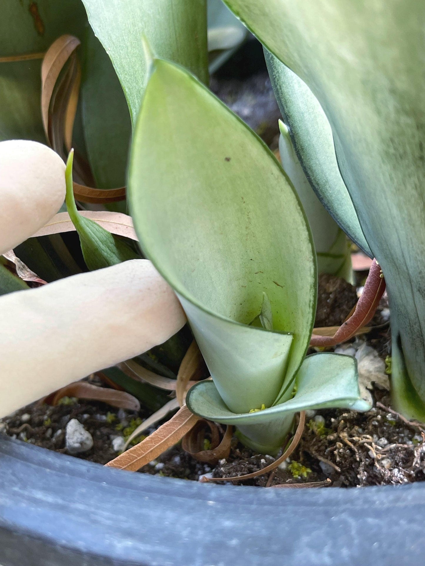 Sansevieria Moonshine | Snake Plant | Live Plant