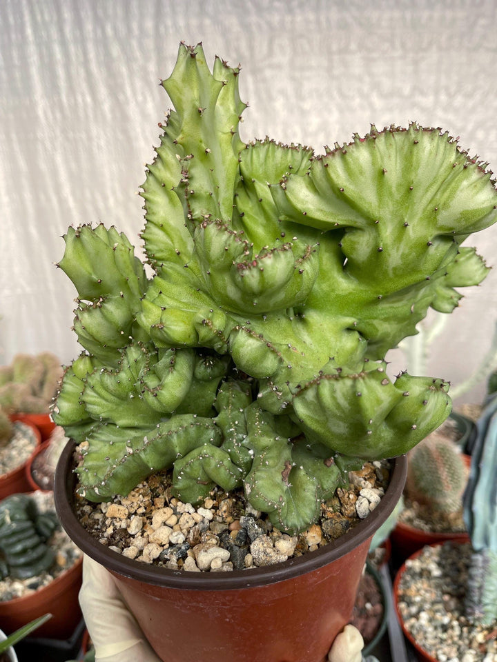 Crested Euphorbia Lactea | Crested Cactus | Live Plant