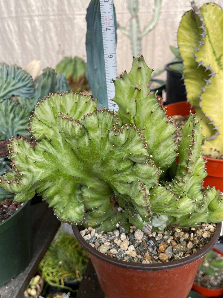 Crested Euphorbia Lactea | Crested Cactus | Live Plant