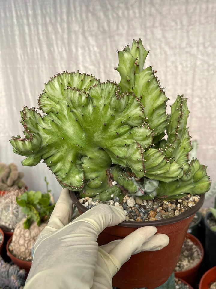 Crested Euphorbia Lactea | Crested Cactus | Live Plant