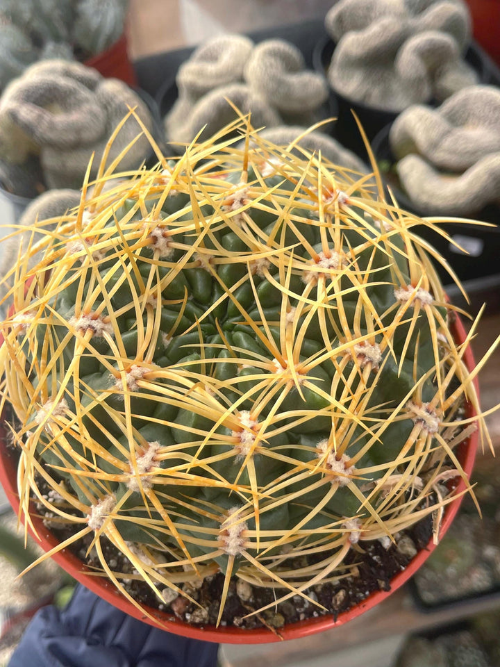 Gymnocalycium Multiflorum Live Cactus | Rare Cactus