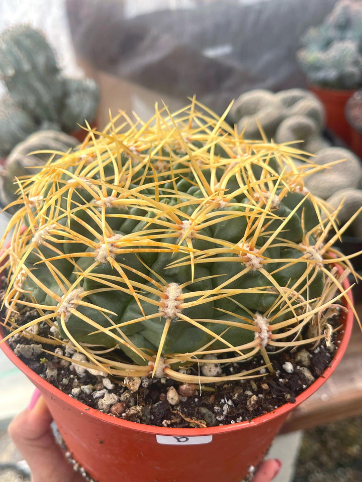 Gymnocalycium Multiflorum Live Cactus | Rare Cactus