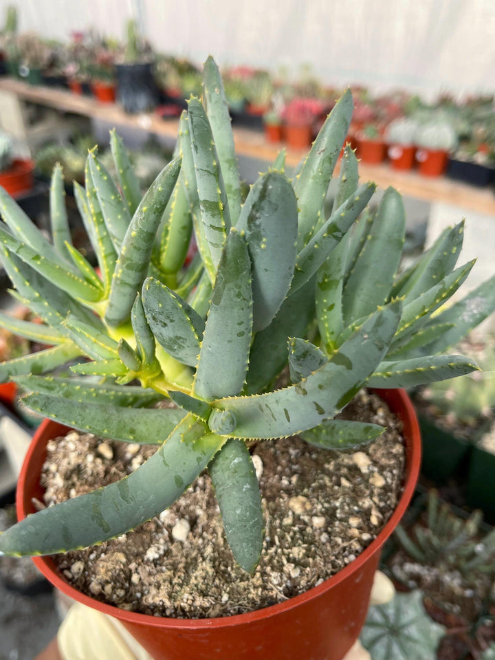 Aloe Dichotoma | Live Succulent | Live Plant