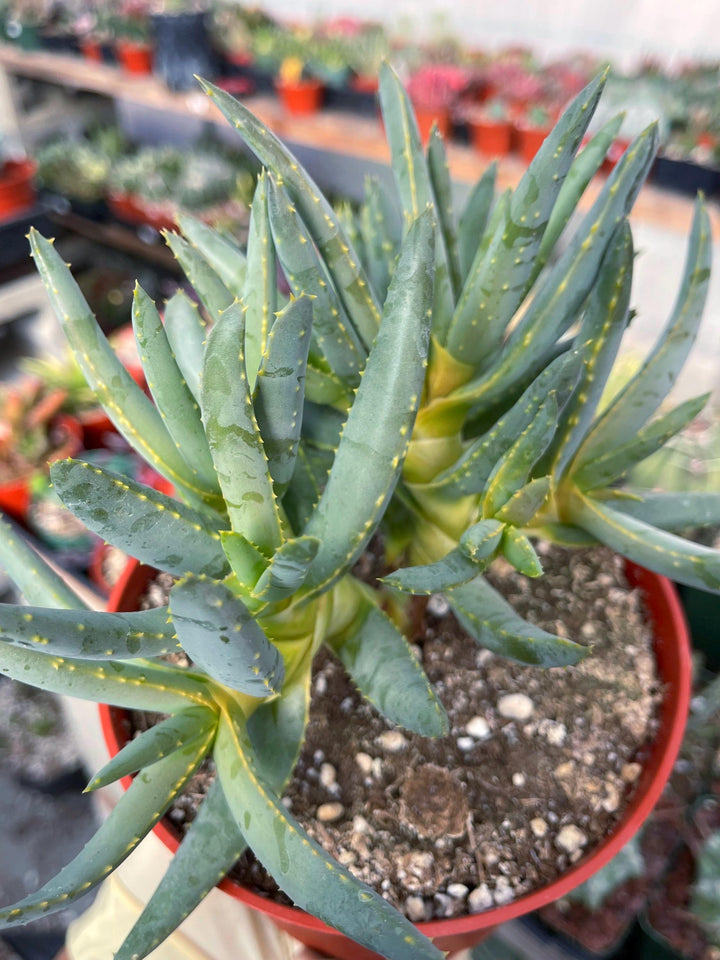 Aloe Dichotoma | Live Succulent | Live Plant