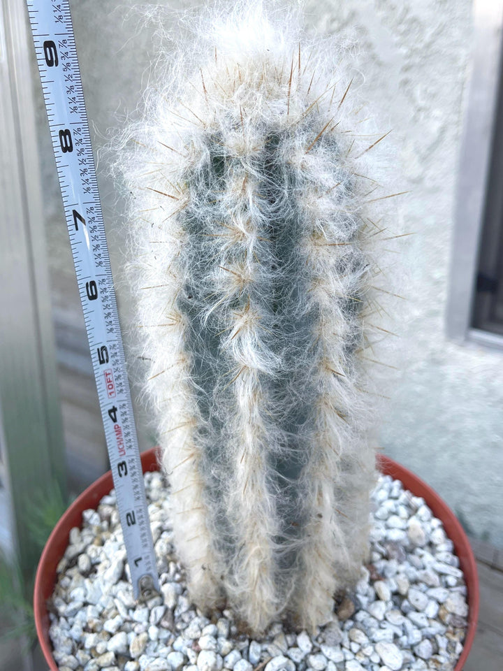 Hairy Pilosocereus Azureus | Blue Torch | Blue Cactus