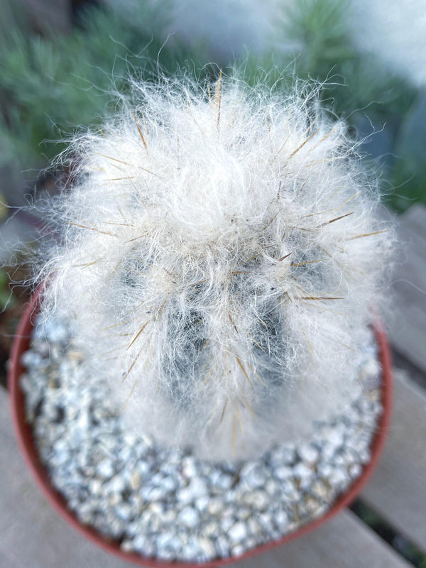 Hairy Pilosocereus Azureus | Blue Torch | Blue Cactus