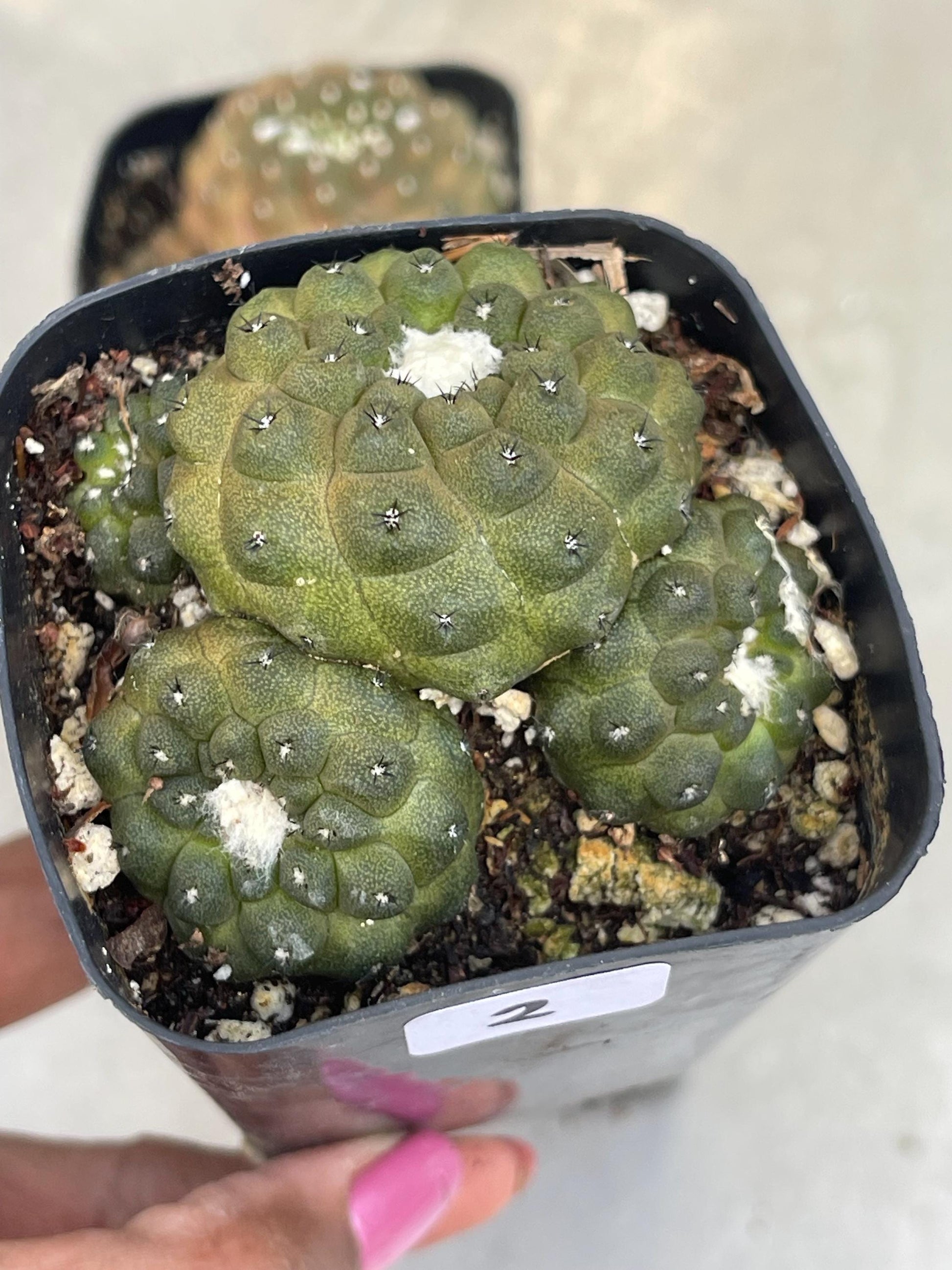 Copiapoa Hypogaea with pups | Live Cactus