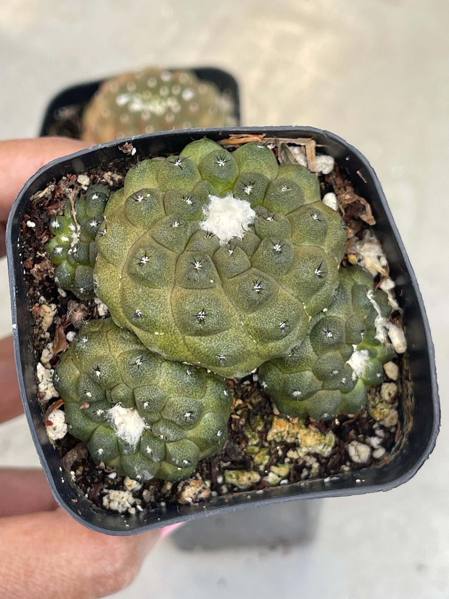 Copiapoa Hypogaea with pups | Live Cactus