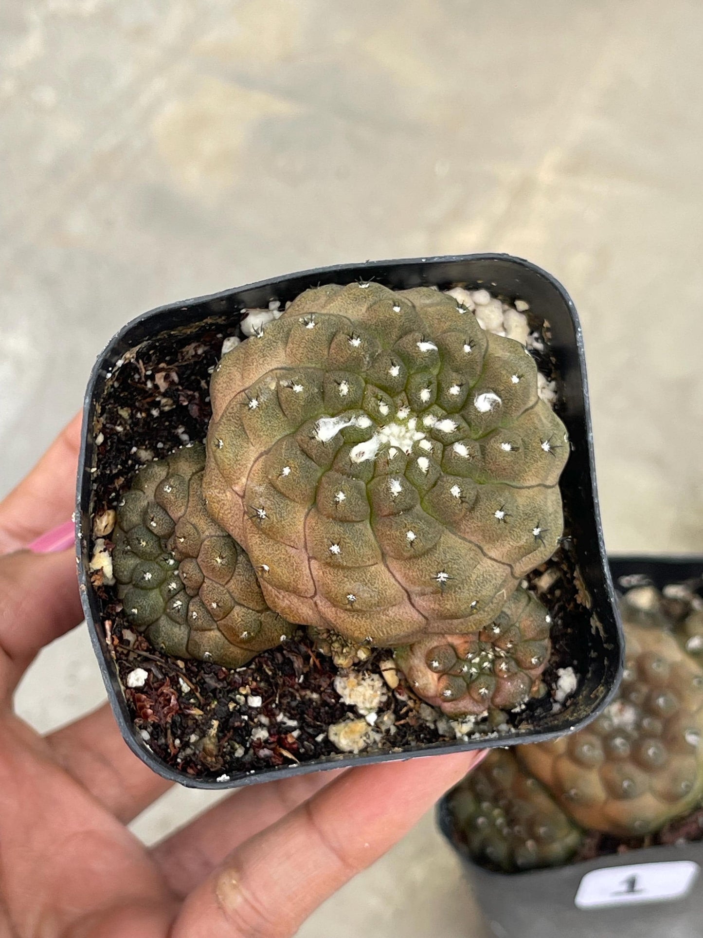 Copiapoa Hypogaea with pups | Live Cactus