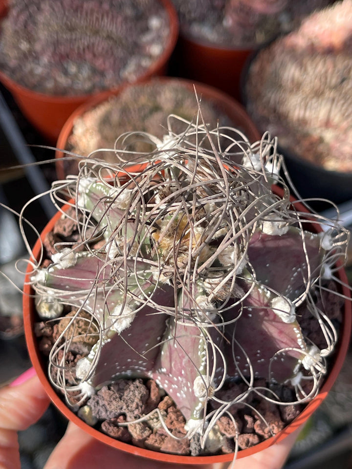 Busy spines Astrophytum Capricorne | Live Cactus