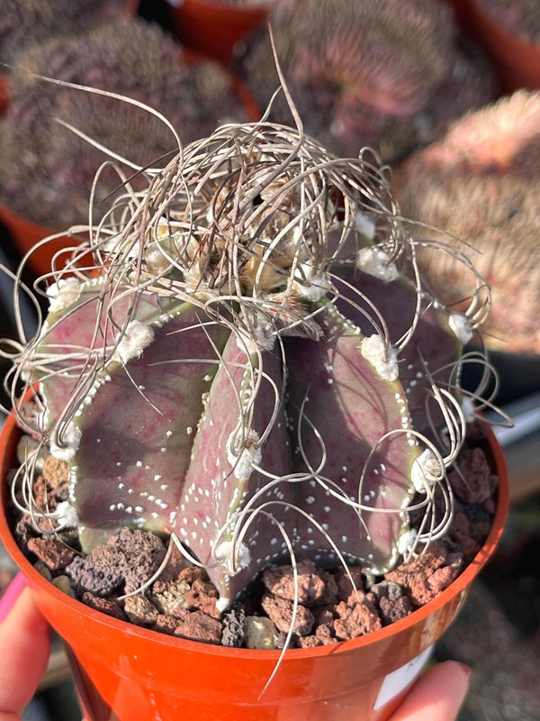 Busy spines Astrophytum Capricorne | Live Cactus