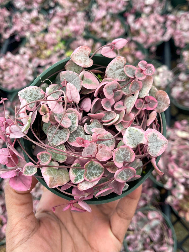 Variegated String Of Hearts | String Succulent | Live Succulent