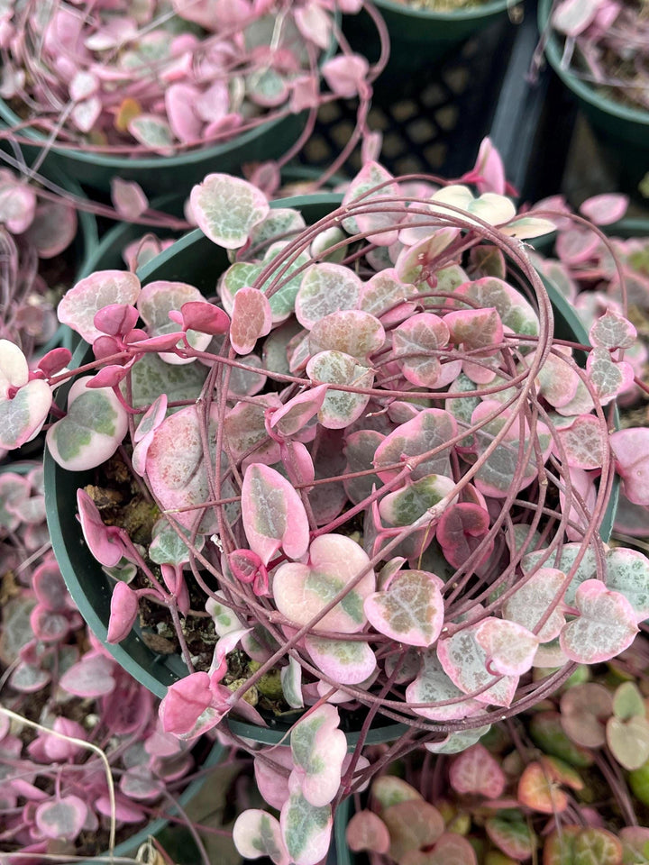 Variegated String Of Hearts | String Succulent | Live Succulent