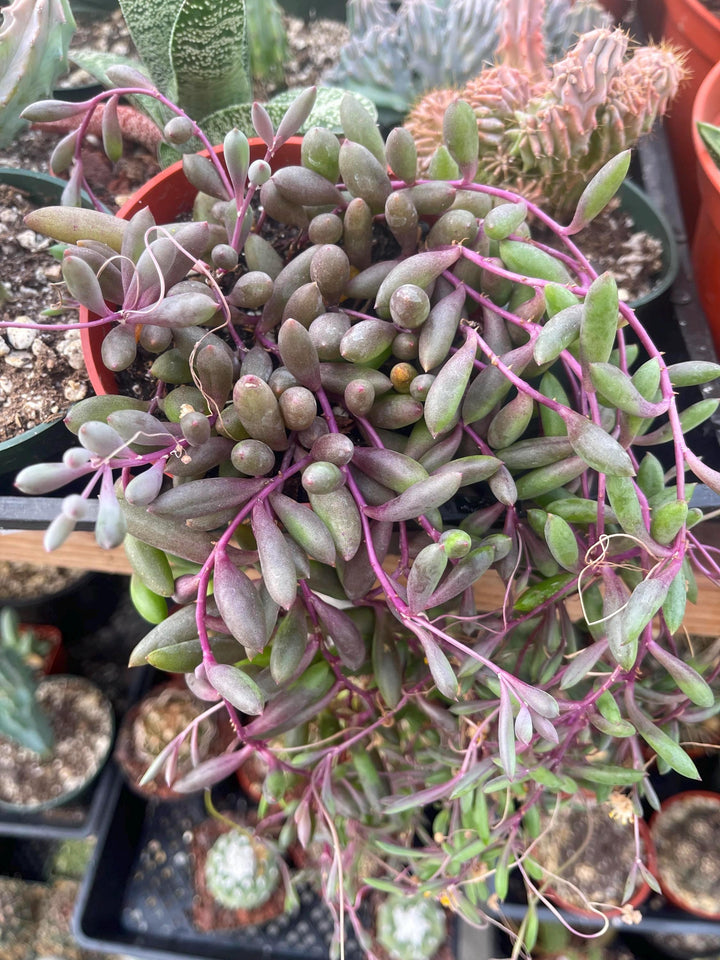 String of Ruby Necklace | Live Succulent| String Succulent