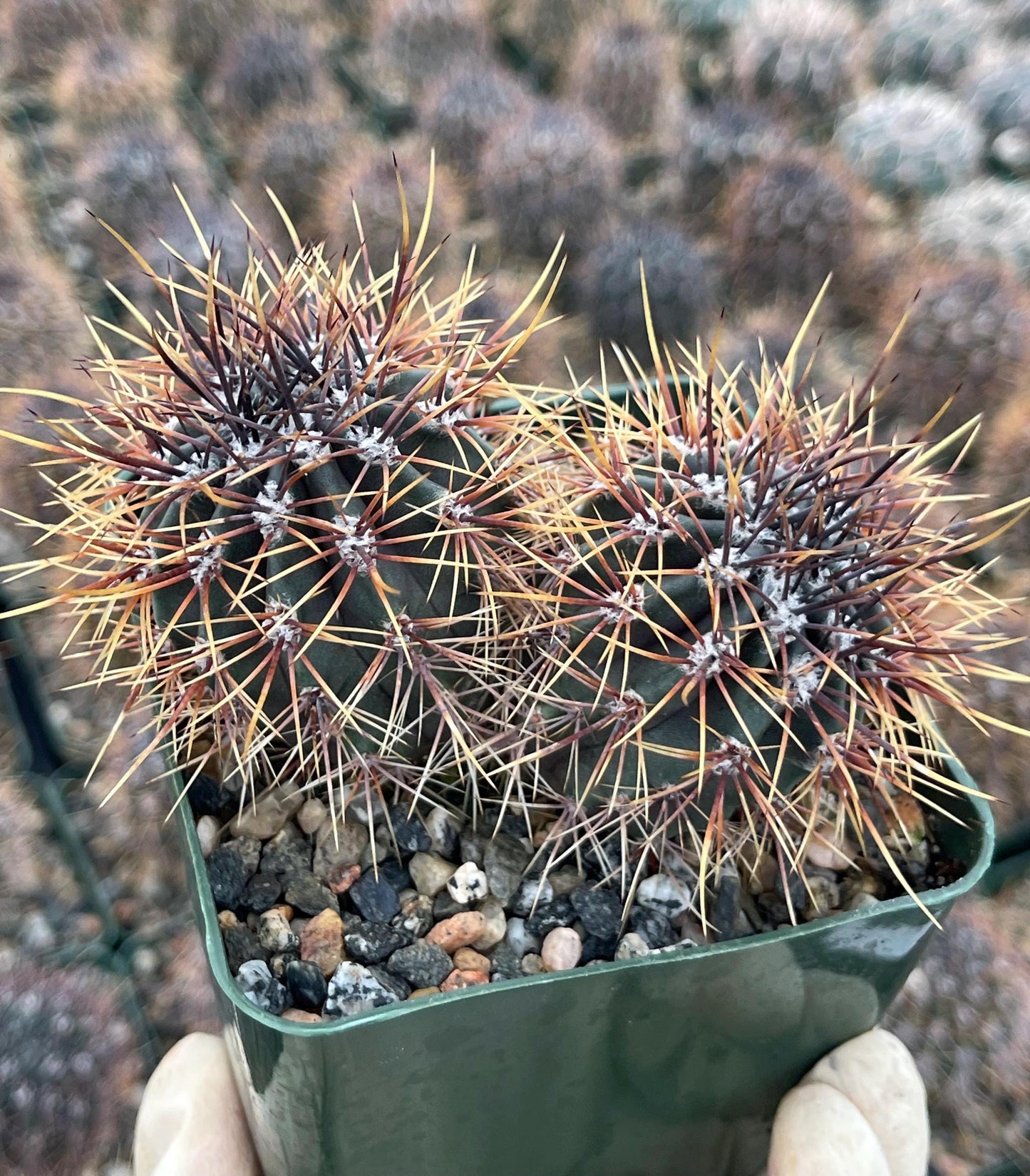 3.5”Echinopsis Melanopotamica | Live Plant | Live Cactus