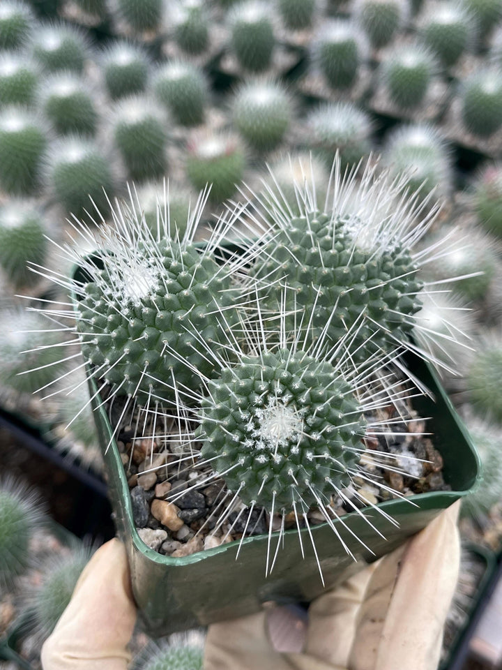 Mammillaria Spinosissima | Un Pico Cactus | Live Cactus