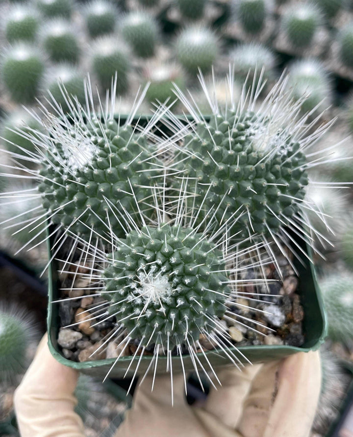 Mammillaria Spinosissima | Un Pico Cactus | Live Cactus