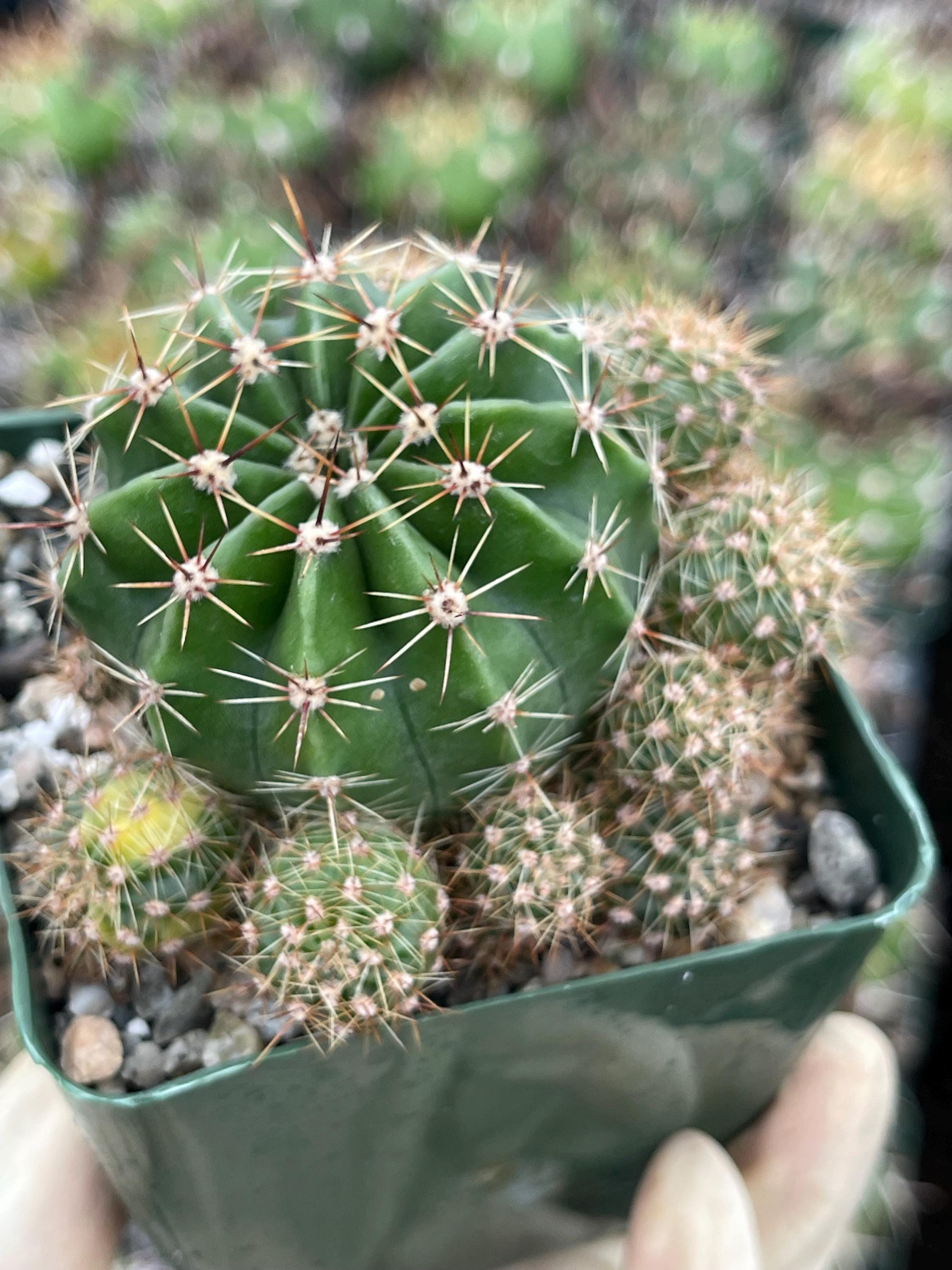 Shop All Product | Indoor, Outdoor & Rare Plants for Sale | Beleaf