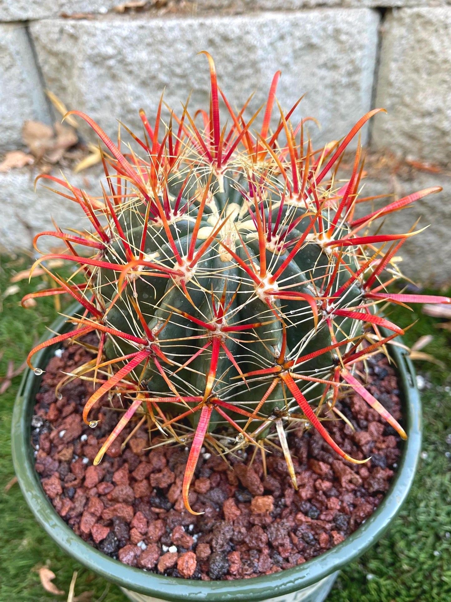 Ferocactus gracilis coloratus | Red Barrel Cactus | Rare Cactus | Live Plant