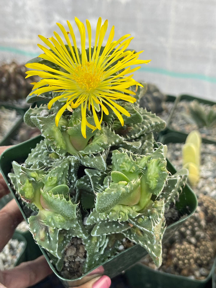 Faucaria Tuberculosa Clusters | Tiger Jaws | Shark’s Jaw | Succulent