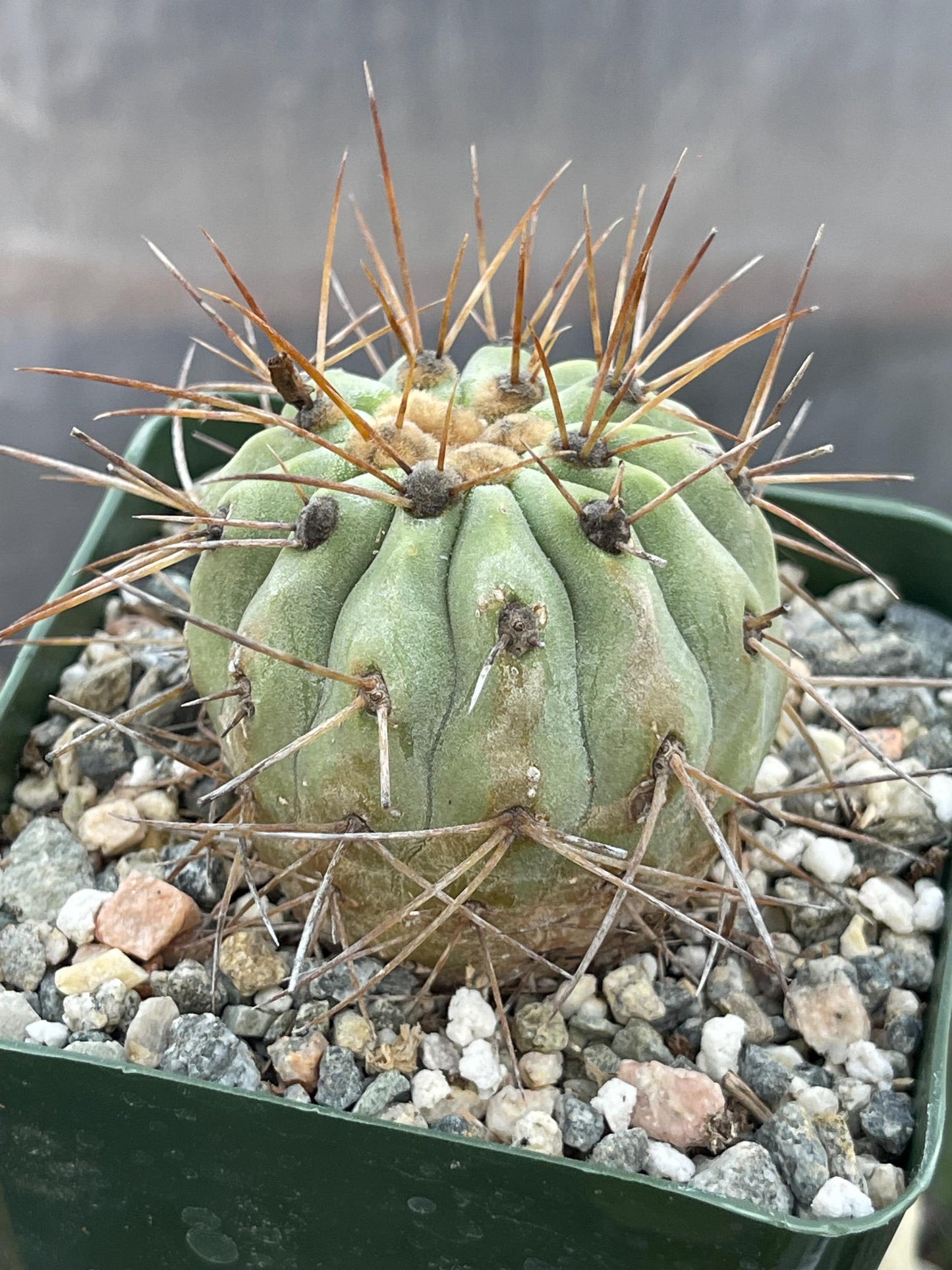 Copiapoa Haseltoniana | Rare Cactus | Live Plant | Rare Plant