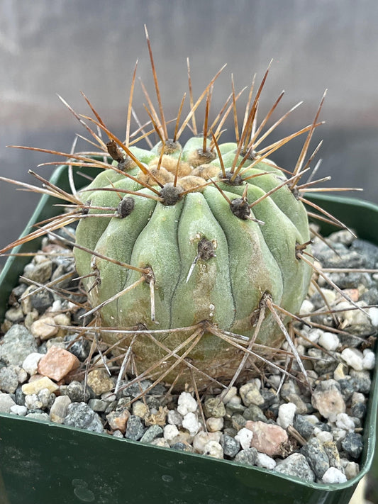 Copiapoa Haseltoniana | Rare Cactus | Live Plant | Rare Plant