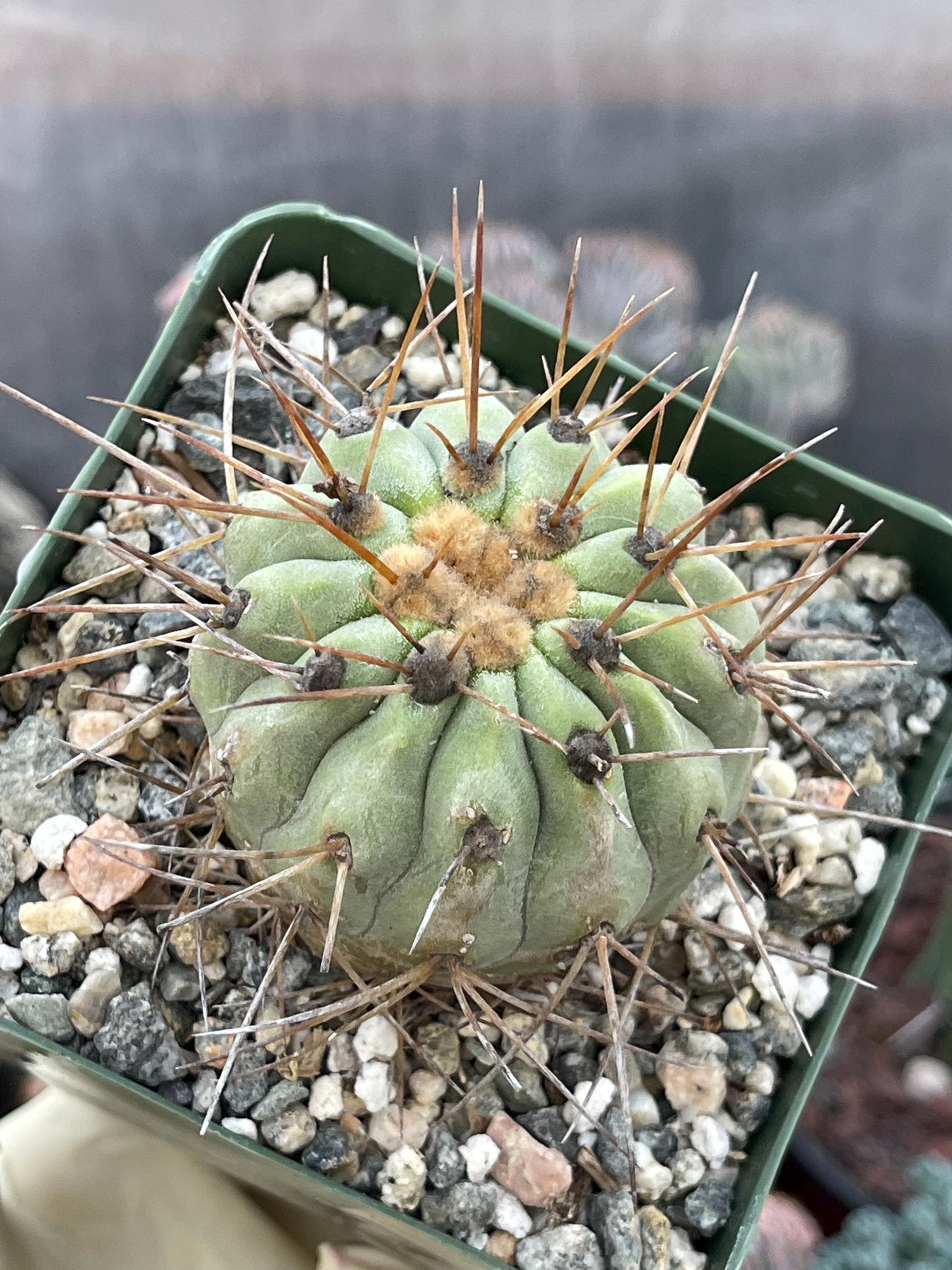 Copiapoa Haseltoniana | Rare Cactus | Live Plant | Rare Plant