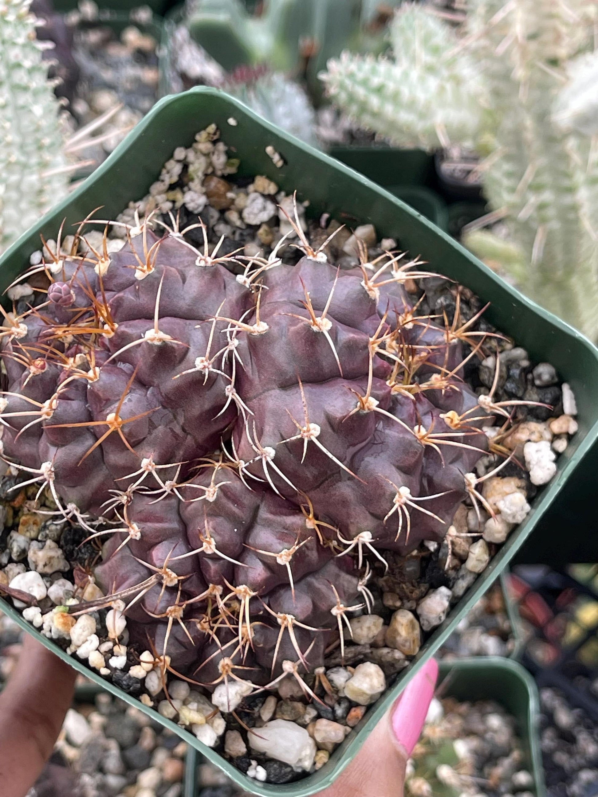 3.5” Gymnocalycium Tucavocense w/ pups | Live Cactus