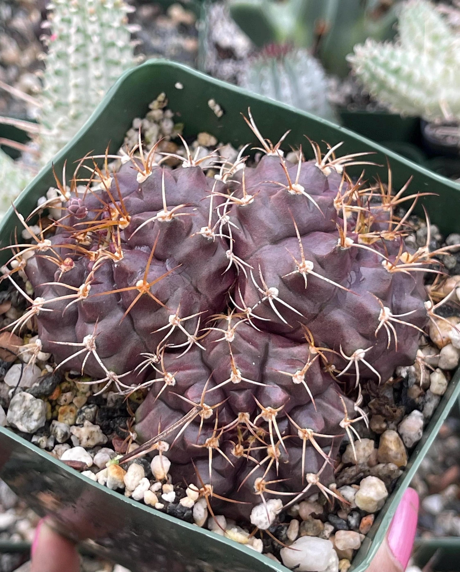 3.5” Gymnocalycium Tucavocense w/ pups | Live Cactus